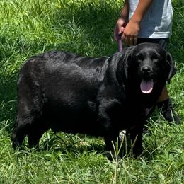 Diva - Labrador Retriever