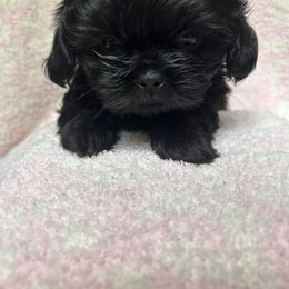Australian Shepherd and Shih Tzu Puppies from Ford Hollow Farms Shih Tzus and Australian Shepherds