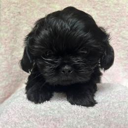 Australian Shepherd and Shih Tzu Puppies from Ford Hollow Farms Shih Tzus and Australian Shepherds
