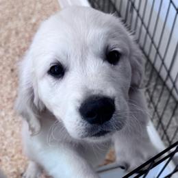 Girl 3 - Light golden female Golden Retriever puppy in Lake Hughes, California from Golden Hills Retrievers