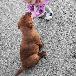 Dark Fox Red Female English - Yellow female Labrador Retriever puppy in Dalton, Pennsylvania from Whiteduck Mountain Kennel AKC Australian Cattle Dogs and AKC Fox Red Labrador Retrievers
