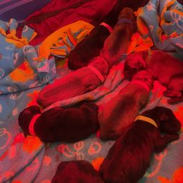 Yellow - Black female Boerboel puppy in Fontana, California from Sterling Built Boerboels