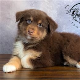Mars - Red tri-color male Australian Shepherd puppy in Fultonville, New York from Sandy Aussies, Mini Dachshunds & Pomeranians