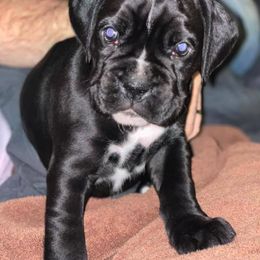 Boxer Puppies from Haus Tschiderer boxers