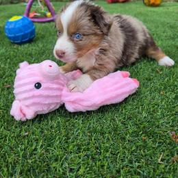 Ruby Red Slippers aka Slipper - Red merle female Australian Shepherd puppy in Sparta, Tennessee from SugarWood Australian Shepherds