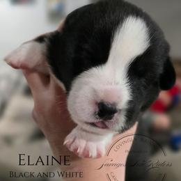 Savage Elaine of Eire - Brindle and white female Cardigan Welsh Corgi puppy in Plymouth, Iowa from Savages Low riders