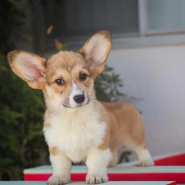Brown collar - Red male Pembroke Welsh Corgi puppy in Caliente, California from Rafter Cross 7