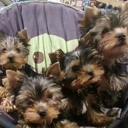 Yorkshire Terriers from StarBornYorkies