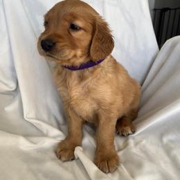 Golden Retriever Puppies from Thoroughmark Retrievers