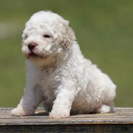 A Litter Girl 2 - White female Lagotto Romagnolo puppy in Seymour, Missouri from Terra Incognita