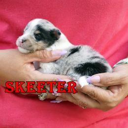 Skeeter - Boy - Blue merle male Toy Shetland Sheepdog puppy in Frazeysburg, Ohio from Mountain High Kennels