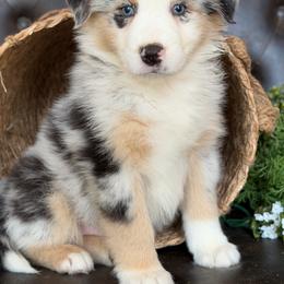 Rory-has tail-many videos - Blue merle male Australian Shepherd puppy in Troy, South Carolina from Australian Shepherds of 3/W Farms