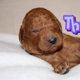 Thor - Red  male Poodle puppy in Sheridan, California from Renegade Standard Poodles