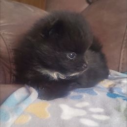 Pomeranian Puppies from Fancy Paws Pomeranian