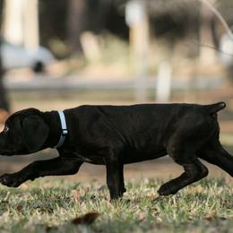 Jackie aka Light Blue Collar - Black male Cane Corso puppy in Houston, Texas from Zenith Cane Corso