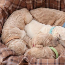 Goldendoodle Puppies from Carolina Doodle Puppies
