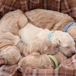 Goldendoodle Puppies from Carolina Doodle Puppies