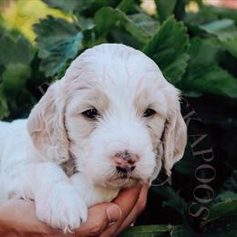 Cockapoo Puppies from Big Sky Cockapoos