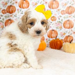 Cockapoo Puppies from Firm Foundation Cockapoos