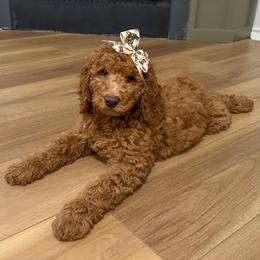 Emily - Red  female Goldendoodle puppy in San Antonio, Texas from Shelley Torres