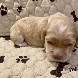 Cocker Spaniel Puppies from Cocker Eclipse In Home Kennel