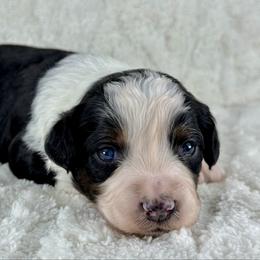 BTF2 - Black tri-color female Aussiedoodle puppy in Prague, Oklahoma from Classic K9’s  Aussies & Doodles