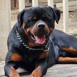 Billy - Rottweiler