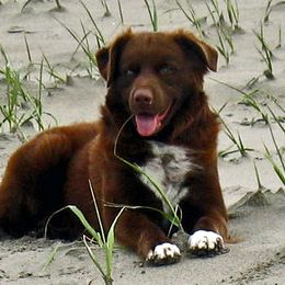 Keegan - Australian Shepherd