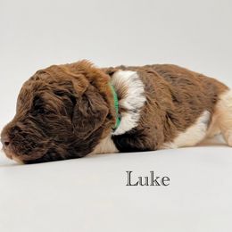 Luke - Chocolate male Goldendoodle puppy in Milford, Pennsylvania from Doodles Are Golden