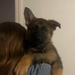 Lars (green) - Sable male German Shepherd puppy in Boerne, Texas from Sudenblick German Shepherds