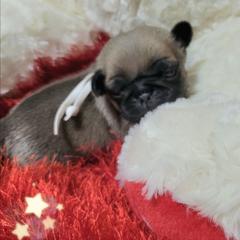 White Girl - Fawn female Pug puppy in Weirsdale, Florida from Splash of Color Pug's