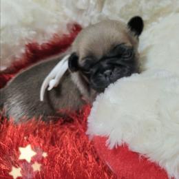 White Girl - Fawn female Pug puppy in Weirsdale, Florida from Splash of Color Pug's