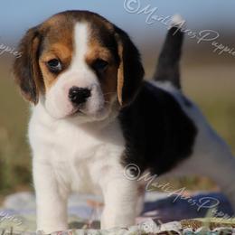 AKC ' Bentley' - Black tan and white male Beagle puppy in Lamar, Missouri from Marti Acres ~ Boston Terrier & Beagles