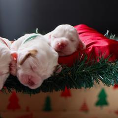 Clumber Spaniel Puppies from Wanderlust Clumber Spaniels