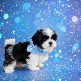 Shichon and Shih Tzu Puppies from Angie’s Teddy Bear Puppies Minnesota