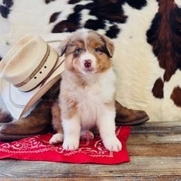 BINDI - Red merle female Australian Shepherd puppy in Durand, Wisconsin from Larson’s Legacy Aussome Aussie Kennels