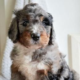 Magnolia - Merle female Bernedoodle puppy in Folsom, Louisiana from DoodlesFarmCo