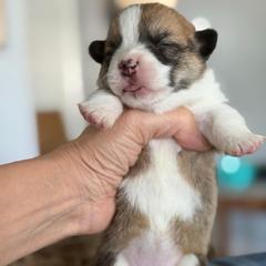 Algiz Gebo - Fawn female Pembroke Welsh Corgi puppy in Hallandalle, Florida from Algiz Gebo