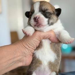 Algiz Gebo - Fawn female Pembroke Welsh Corgi puppy in Hallandalle, Florida from Algiz Gebo
