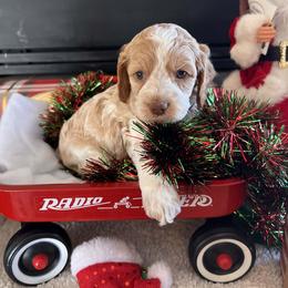 Honey - Red and white female Cockapoo puppy in Connersville, Indiana from MoonShine Babies