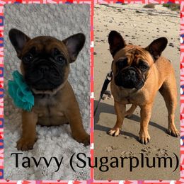 French Bulldog Puppies from GavFam Frenchies