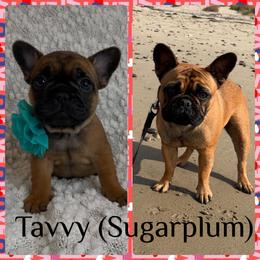 French Bulldog Puppies from GavFam Frenchies