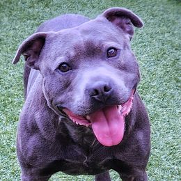 Barnum - Staffordshire Bull Terrier