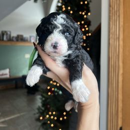Tux - Black male Goldendoodle puppy in Upper Sandusky, Ohio from Rock Run Homestead