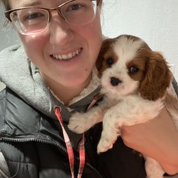 Cavalier King Charles Spaniel Puppies from Country View Cavaliers