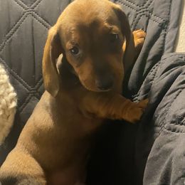 Dachshund Puppies from Harper’s Waggin Winnie’s