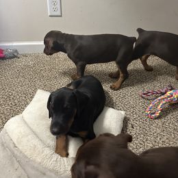 Doberman Pinscher Puppies from Pamela Nachel