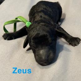 Zeus - Black male Poodle puppy in Little Compton, Rhode Island from Shippee’s Standards