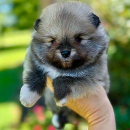 ABEL - Orange male Pomeranian puppy in Willis, Texas from Treasured Jewels Pomeranians