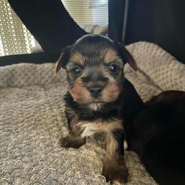 Brook - Black and tan female Yorkshire Terrier puppy in Laughlin, Nevada from Dani’s Yorkie’s